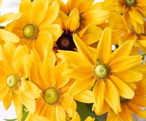 Rudbeckia 'Prairie sun' 100 Seeds
