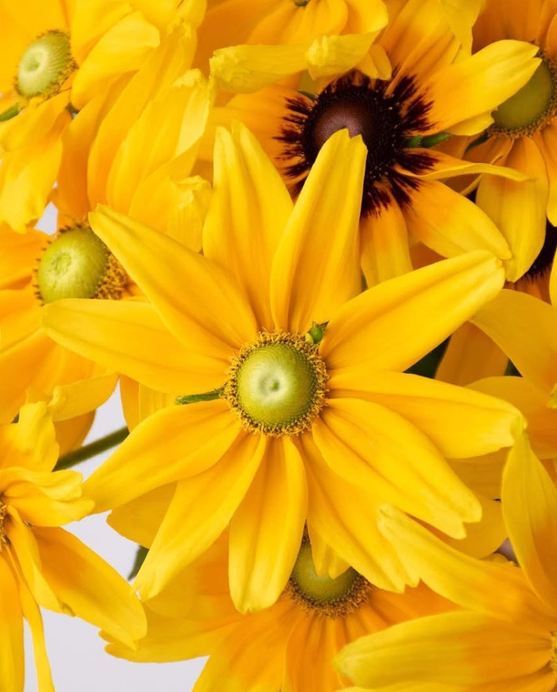 Rudbeckia 'Prairie sun' 100 Seeds