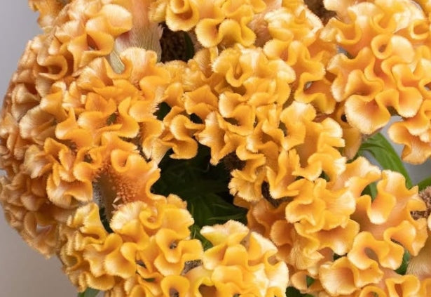 Celosia 'Christy gold' 60 Seeds