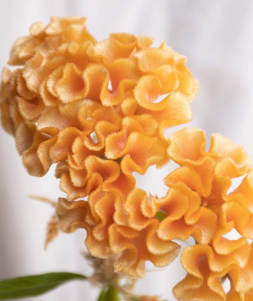 Celosia 'Christy gold' 60 Seeds