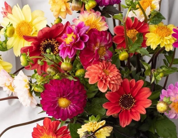 Dahlia 'Mini dahlia' 100 Seeds