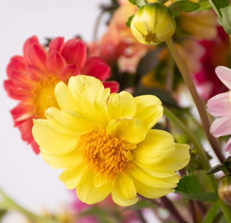 Dahlia 'Mini dahlia' 100 Seeds