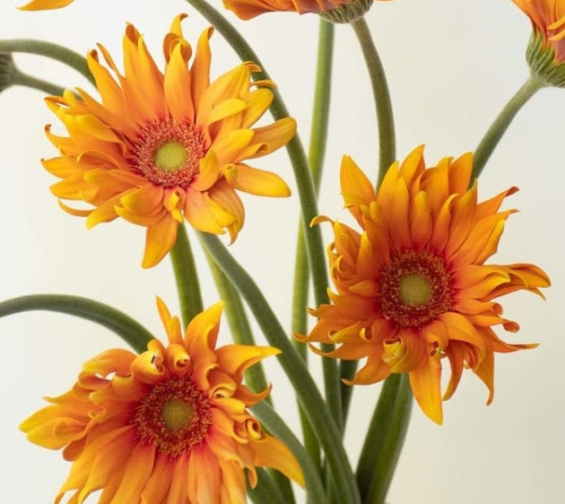 Gerbera 'Pastarrosart colored orange' 50 Seeds