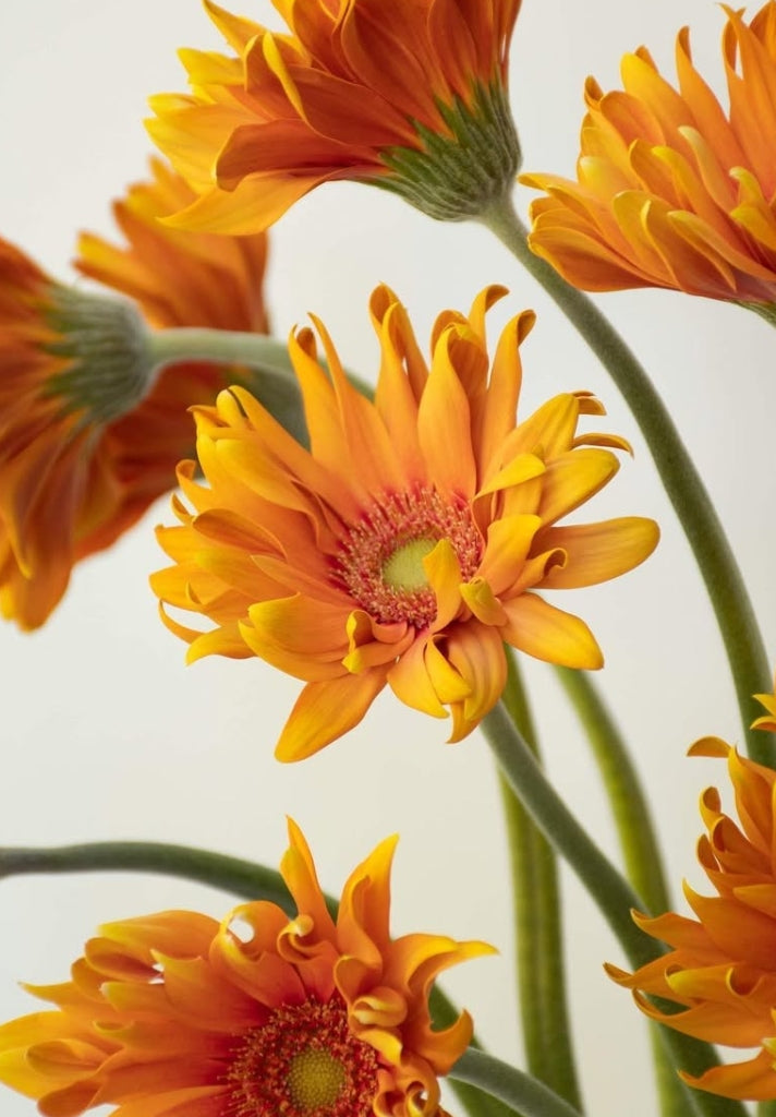 Gerbera 'Pastarrosart colored orange' 50 Seeds