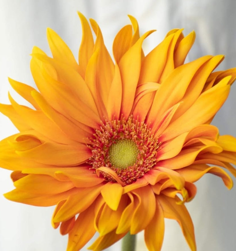 Gerbera 'Pastarrosart colored orange' 50 Seeds