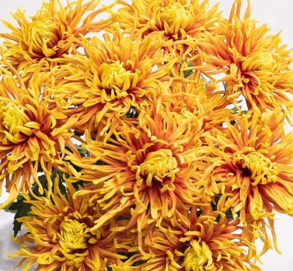 Chrysanthemum morifolium 'Sei rewind sun' 100 Seeds