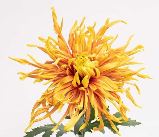 Chrysanthemum morifolium 'Sei rewind sun' 100 Seeds