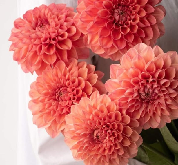 Dahlia 'Namahage love' 100 Seeds