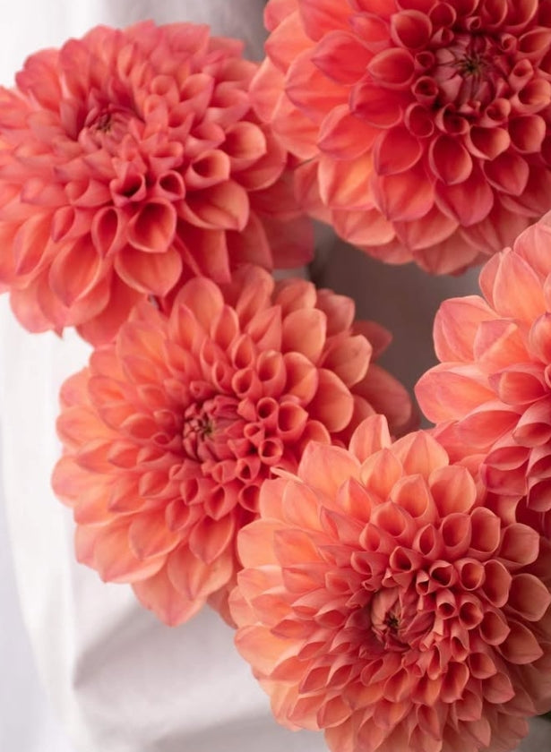 Dahlia 'Namahage love' 100 Seeds