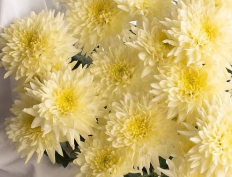 Chrysanthemum morifolium 'Champagne ivory' 100 Seeds