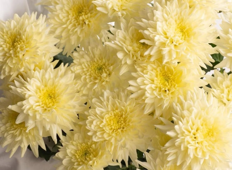 Chrysanthemum morifolium 'Champagne ivory' 100 Seeds