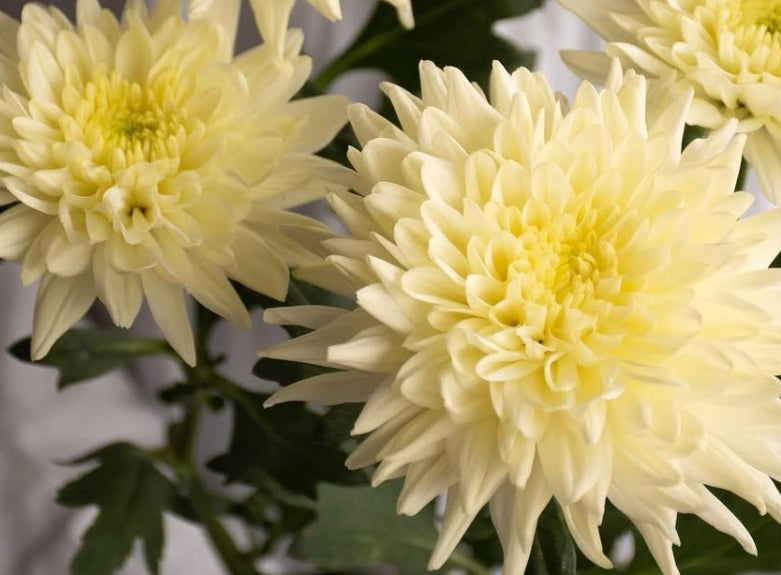 Chrysanthemum morifolium 'Champagne ivory' 100 Seeds
