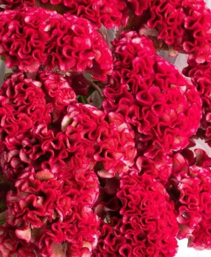 Celosia 'Christie scarlet' 60 Seeds