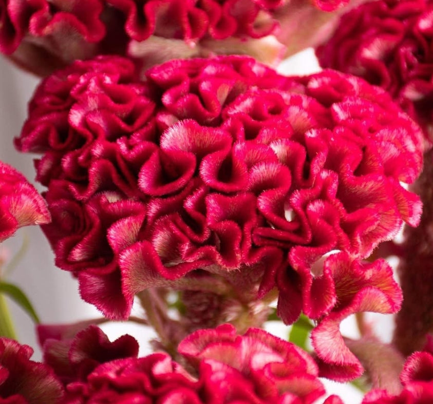 Celosia 'Christie scarlet' 60 Seeds
