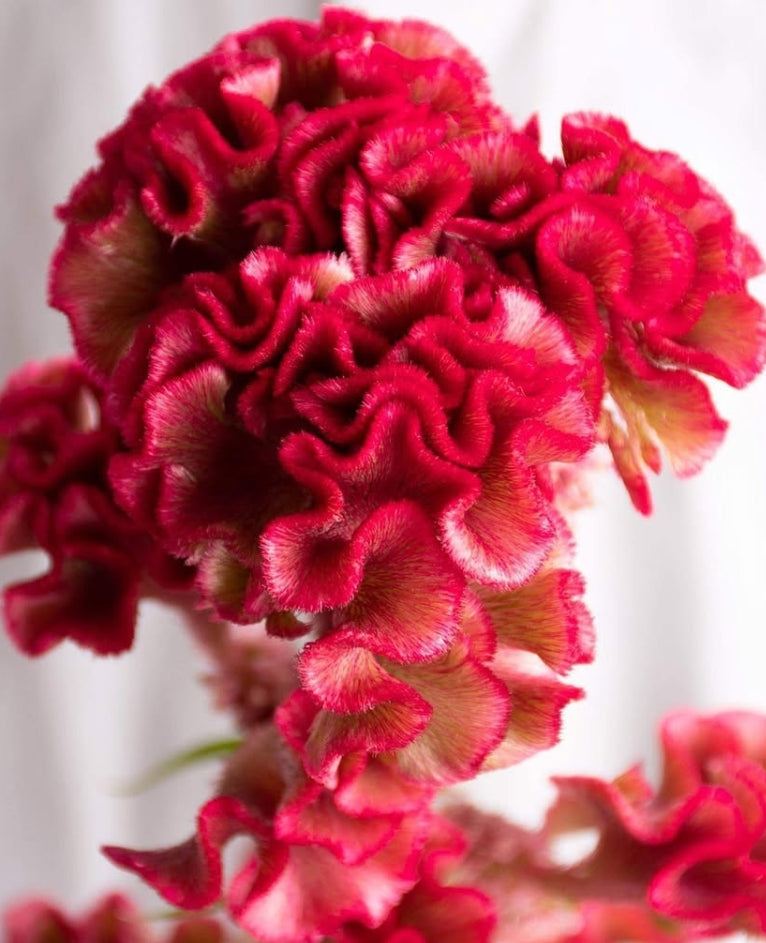 Celosia 'Christie scarlet' 60 Seeds