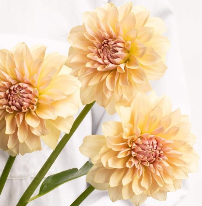 Dahlia 'Comel' 100 Seeds