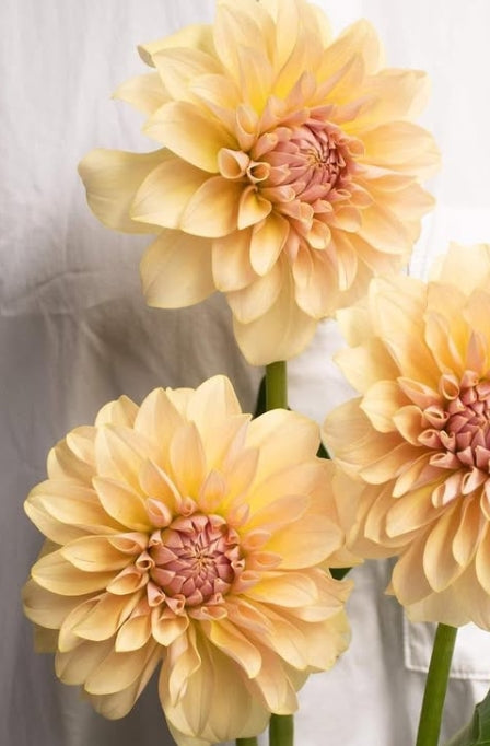 Dahlia 'Comel' 100 Seeds