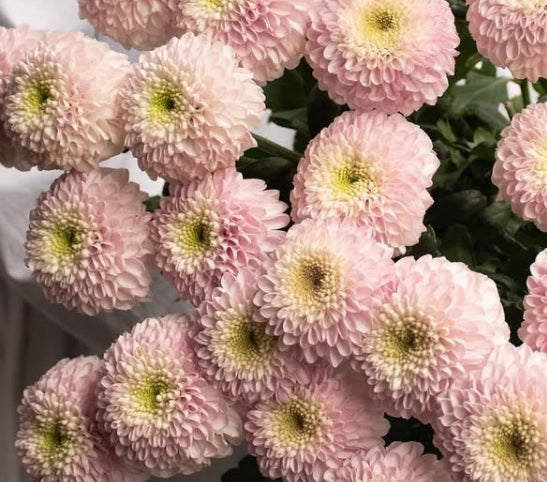Chrysanthemum morifolium 'Shabon' 100 Seeds