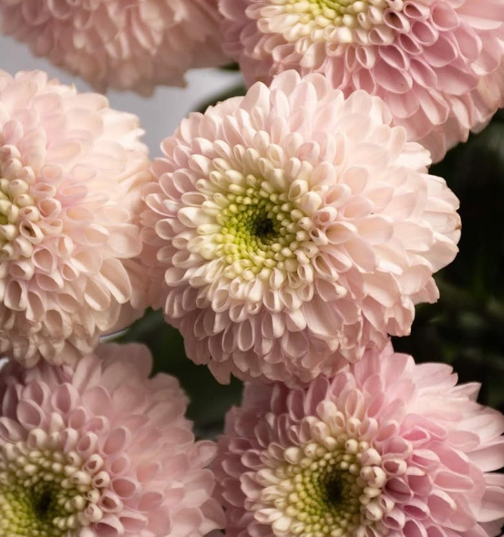 Chrysanthemum morifolium 'Shabon' 100 Seeds