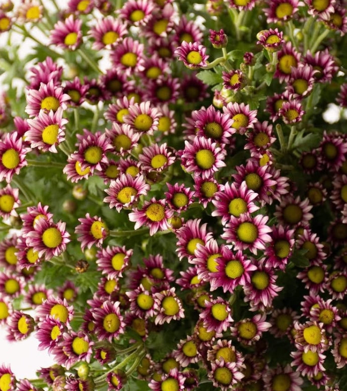 Chrysanthemum morifolium 'Pochitto' 100 Seeds