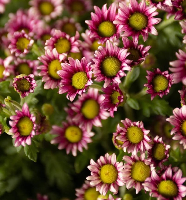 Chrysanthemum morifolium 'Pochitto' 100 Seeds