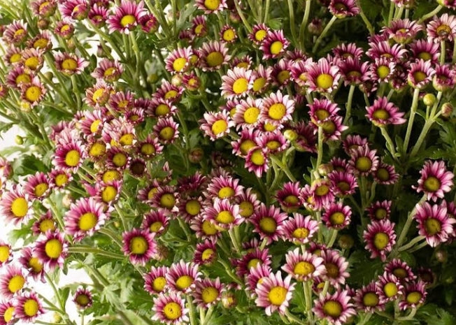 Chrysanthemum morifolium 'Pochitto' 100 Seeds