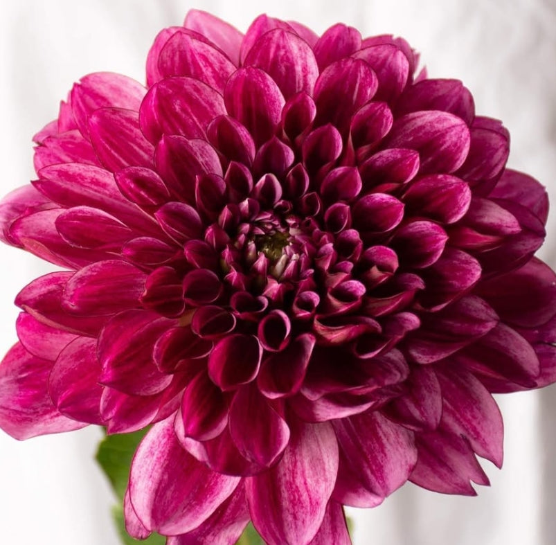 Dahlia 'Namahage Reiwa' 100 Seeds