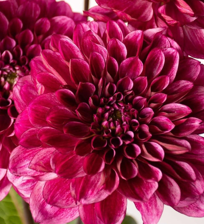 Dahlia 'Namahage Reiwa' 100 Seeds