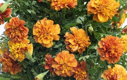 Tagetes ( Marigold ) 'Strawberry blonde' 100 Seeds