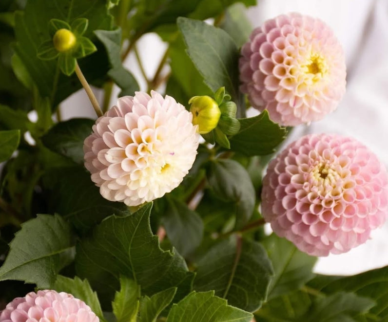 Dahlia 'Micro pompon pink' 100 Seeds