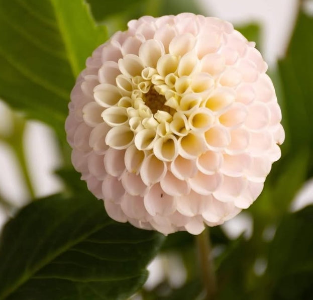 Dahlia 'Micro pompon pink' 100 Seeds