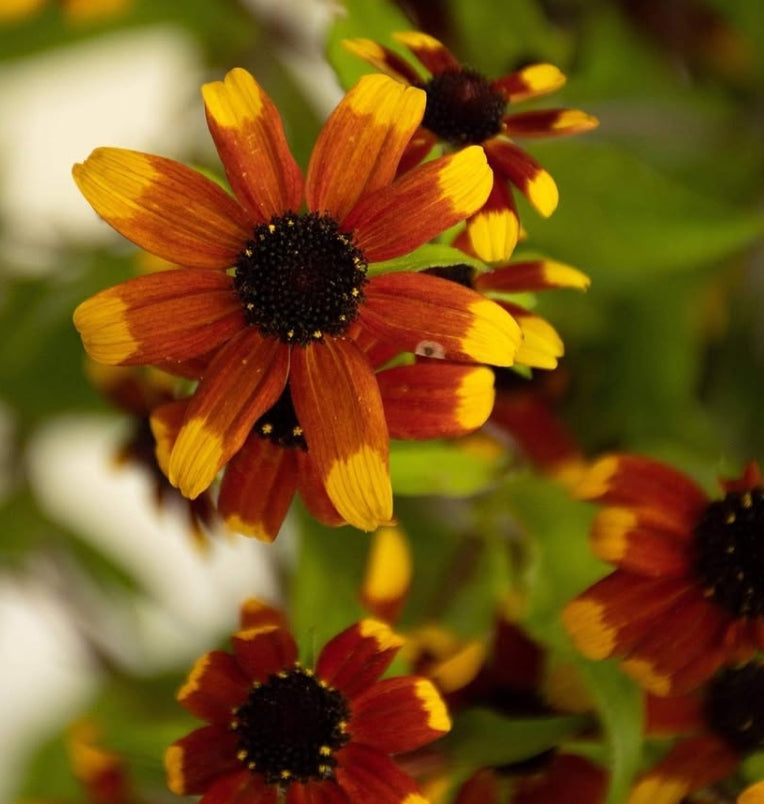 Rudbeckia triloba 'Prairie Glow' 100 Seeds