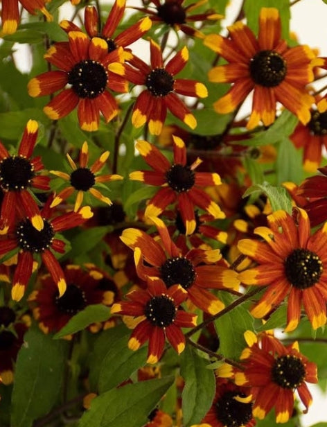 Rudbeckia triloba 'Prairie Glow' 100 Seeds