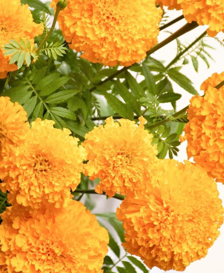 Tagetes ( Marigold ) 'Afro clear orange' 100 Seeds