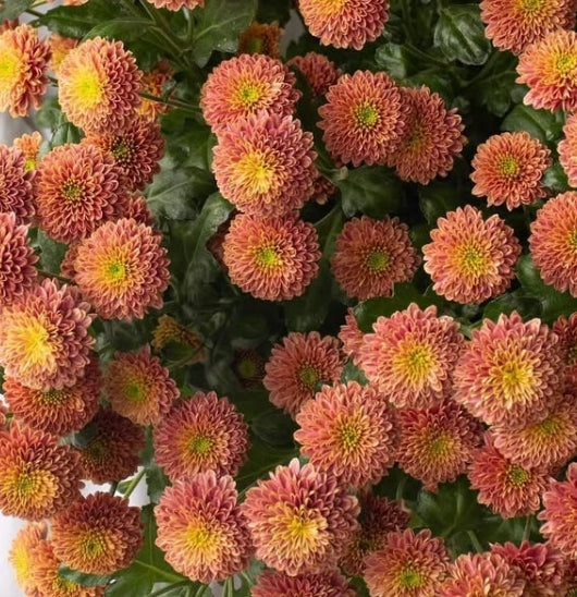 Chrysanthemum morifolium 'Doria cherry' 100 Seeds