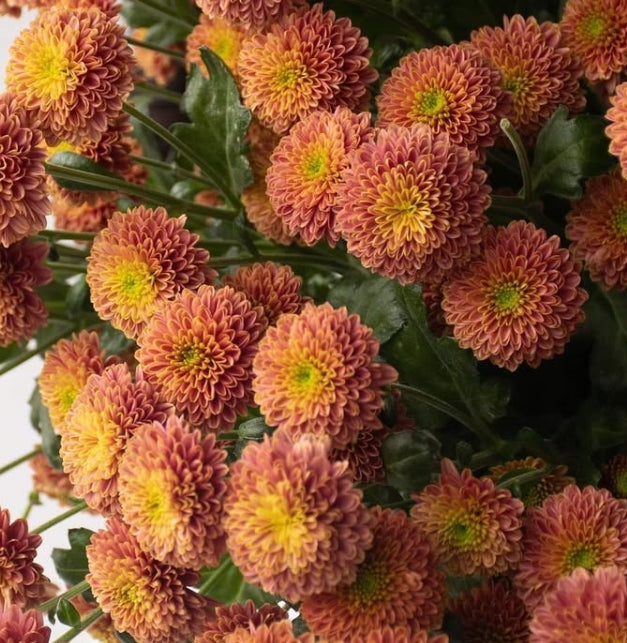 Chrysanthemum morifolium 'Doria cherry' 100 Seeds