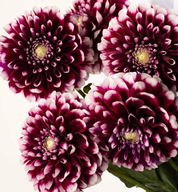 Dahlia 'Edinburgh' 100 Seeds