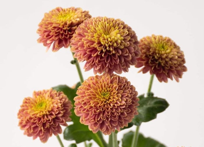 Chrysanthemum morifolium 'Doria cherry' 100 Seeds