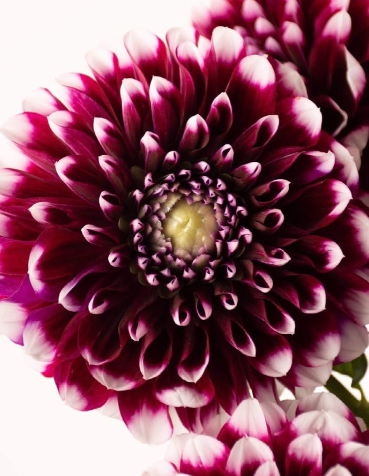 Dahlia 'Edinburgh' 100 Seeds
