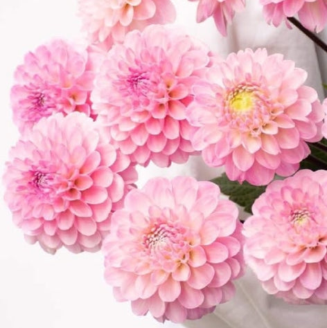 Dahlia 'The Wonderful Wizard of Oz' 100 Seeds