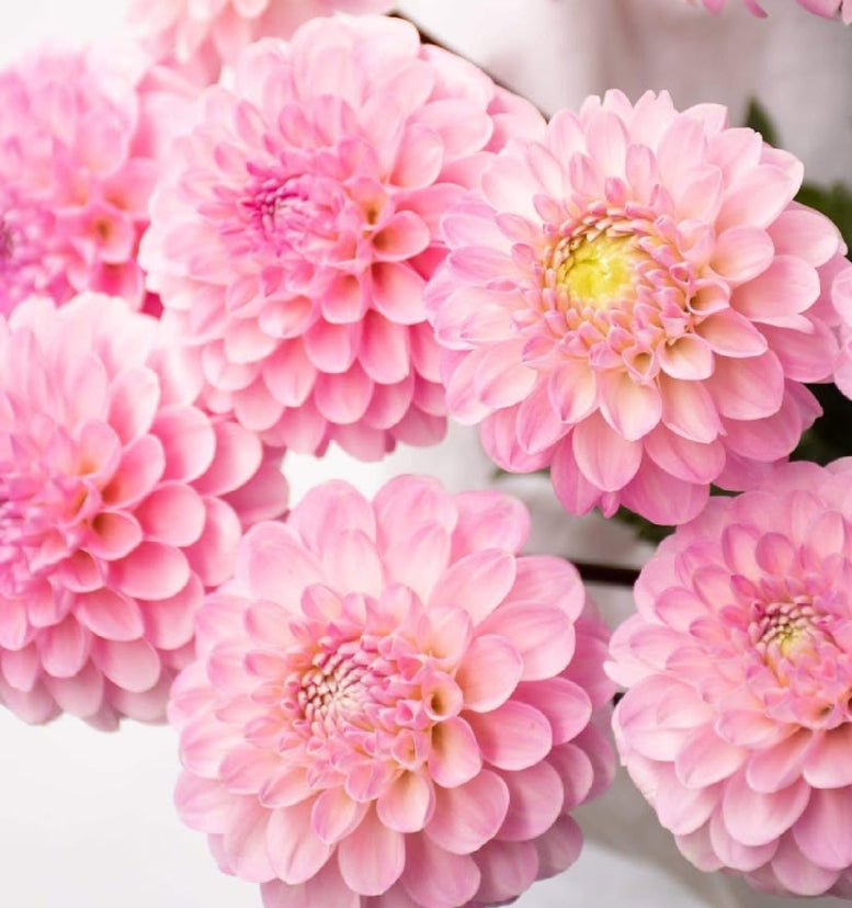 Dahlia 'The Wonderful Wizard of Oz' 100 Seeds
