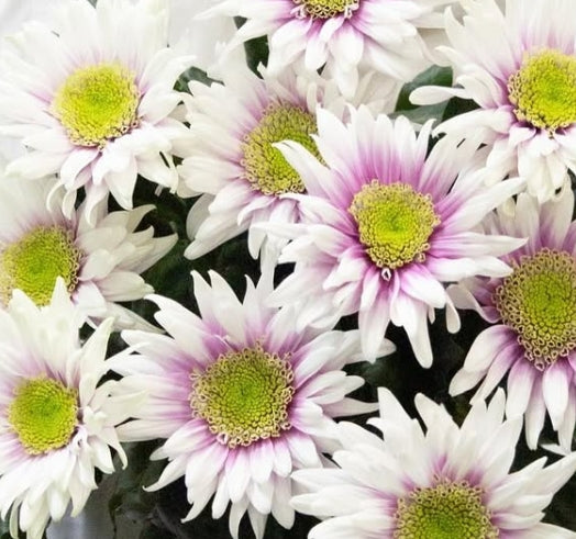 Chrysanthemum morifolium ’Onda’ 100 Seeds