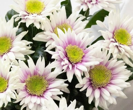 Chrysanthemum morifolium ’Onda’ 100 Seeds
