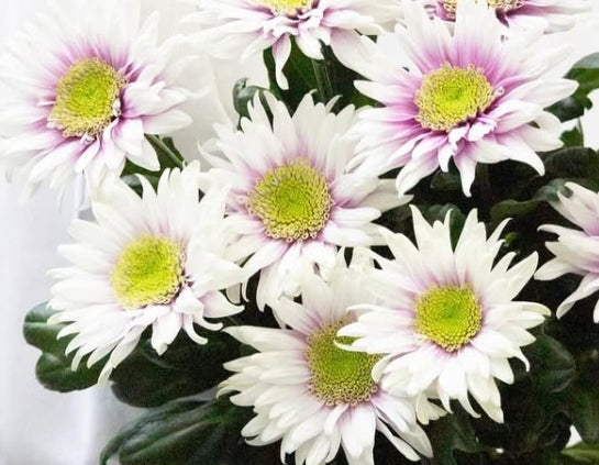 Chrysanthemum morifolium ’Onda’ 100 Seeds
