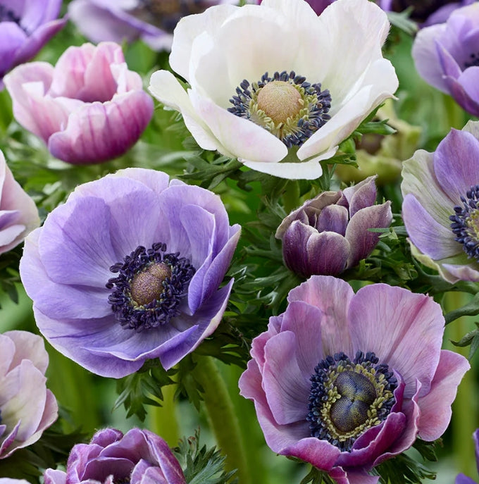 Anemone Galilee Pastel Mix 6 Bulbs