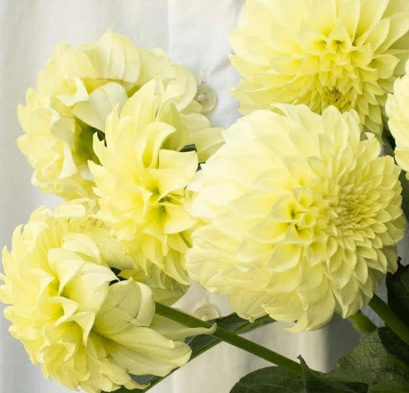 Dahlia 'Peach poem' 100 Seeds