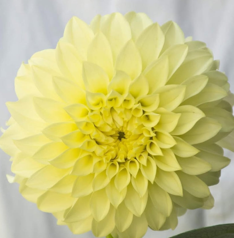 Dahlia 'Peach poem' 100 Seeds