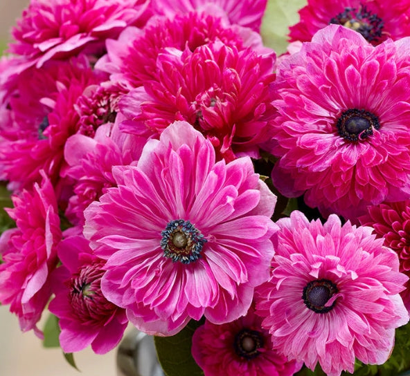 Anemone Fullstar Pink 6 Bulbs
