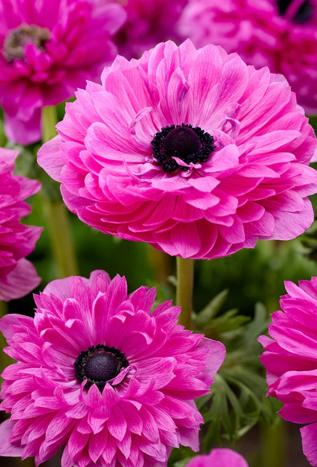 Anemone Fullstar Pink 6 Bulbs