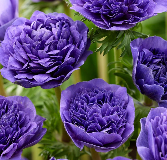 Anemone Fullstar Blue 6 Bulbs